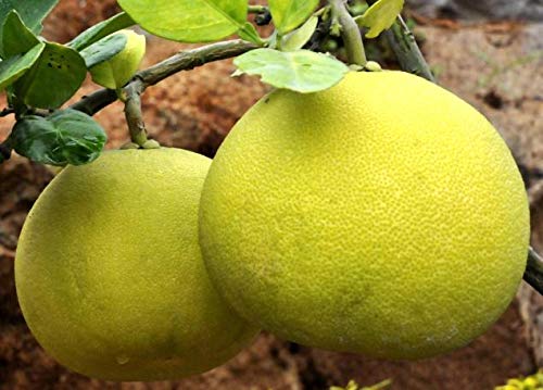 Pomelo (Batabi Labu) – Fruit Plant