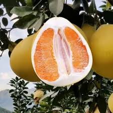 Pomelo (Batabi Labu) – Fruit Plant — photo 2