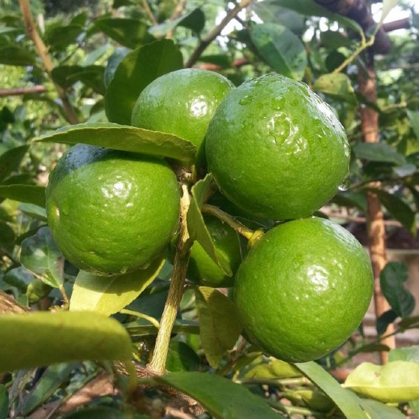 Thai Patti Lemon – Fruit Plant