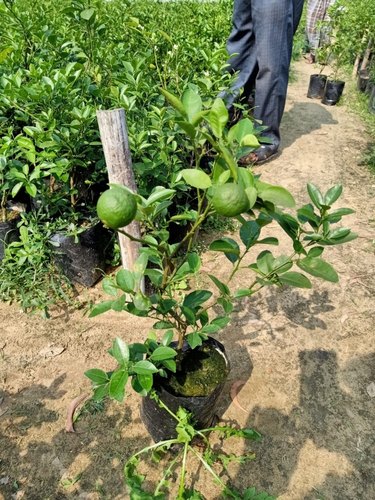 Thai Patti Lemon – Fruit Plant — photo 3