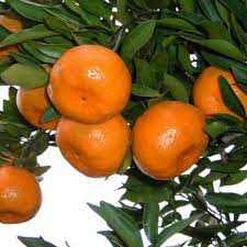 Mandarin Orange Fruit Plant — photo 2