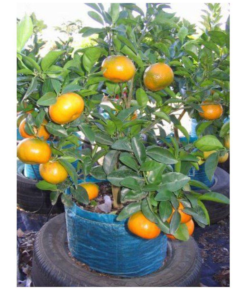Mandarin Orange Fruit Plant — photo 3