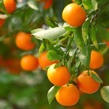 Mandarin Orange Fruit Plant — photo 4