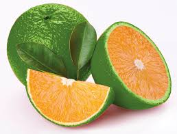 Bari 1 sweet malta Orange Plant