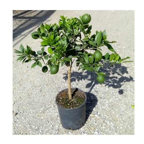 Bari 1 sweet malta Orange Plant — photo 2