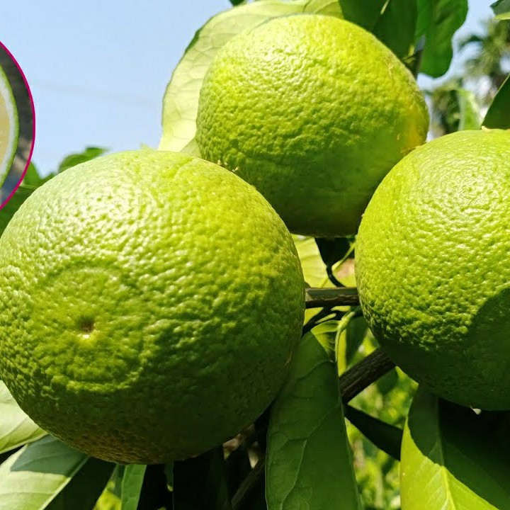 Bari 1 sweet malta Orange Plant — photo 3