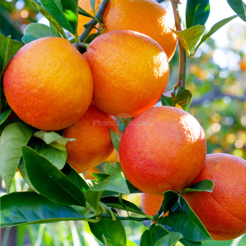 Yellow malta-Grafting Fruit Plant