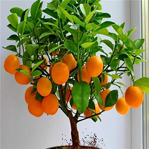 Yellow malta-Grafting Fruit Plant — photo 2