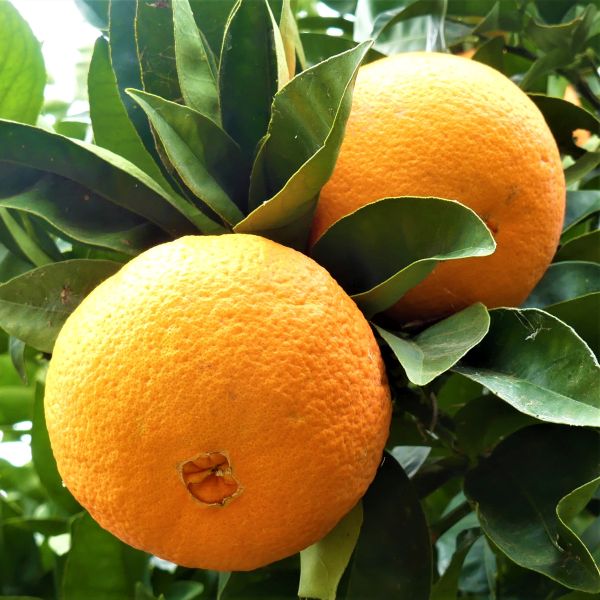 Yellow malta-Grafting Fruit Plant — photo 3