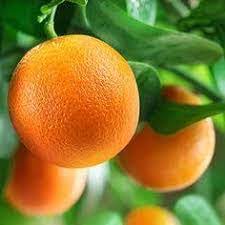 Vietnam all time malta Plant