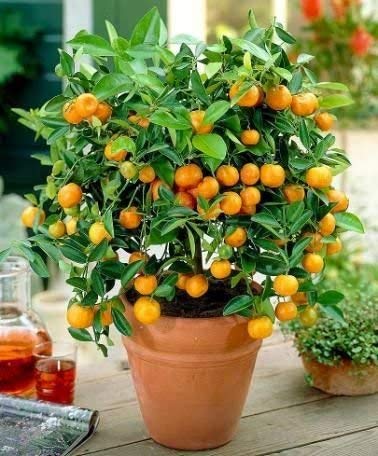 Sweet Chinese Orange Fruit Small Plant