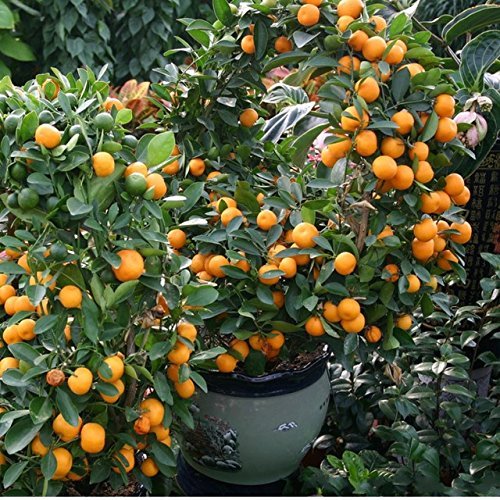 Sweet Chinese Orange Fruit Small Plant — photo 2