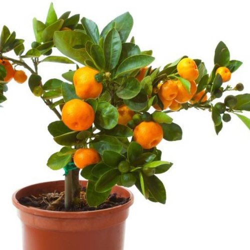 Darjeeling Orange Fruit Plant