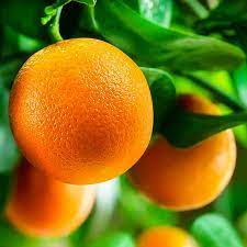 Darjeeling Orange Fruit Plant — photo 2