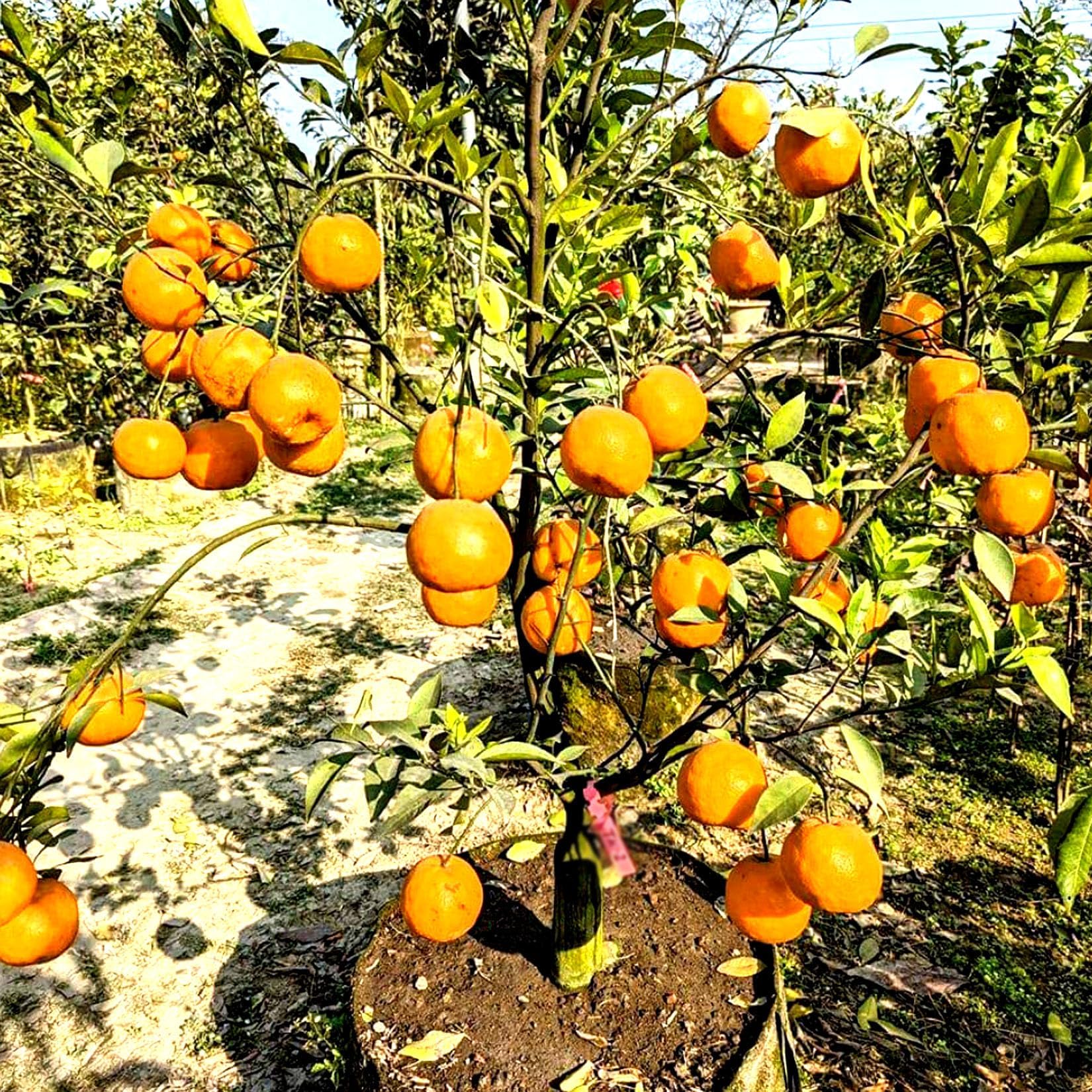 Darjeeling Orange Fruit Plant — photo 3