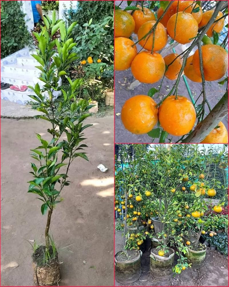 Darjeeling Orange Fruit Plant — photo 4