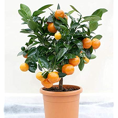 Nagpur Orange Fruit Plant
