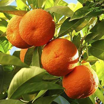 Nagpur Orange Fruit Plant — photo 2