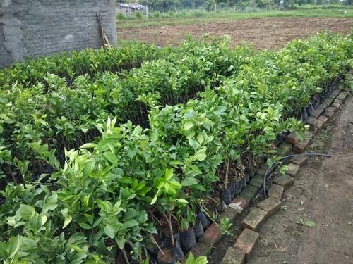 Nagpur Orange Fruit Plant — photo 3