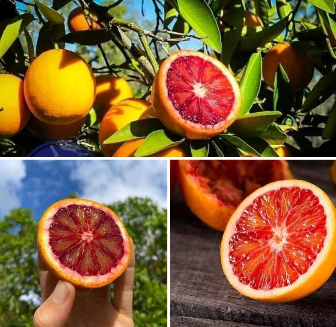 Moraco Red blod Orange Fruit Plant