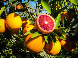 Moraco Red blod Orange Fruit Plant — photo 2