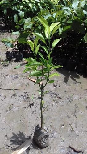 Moraco Red blod Orange Fruit Plant — photo 3