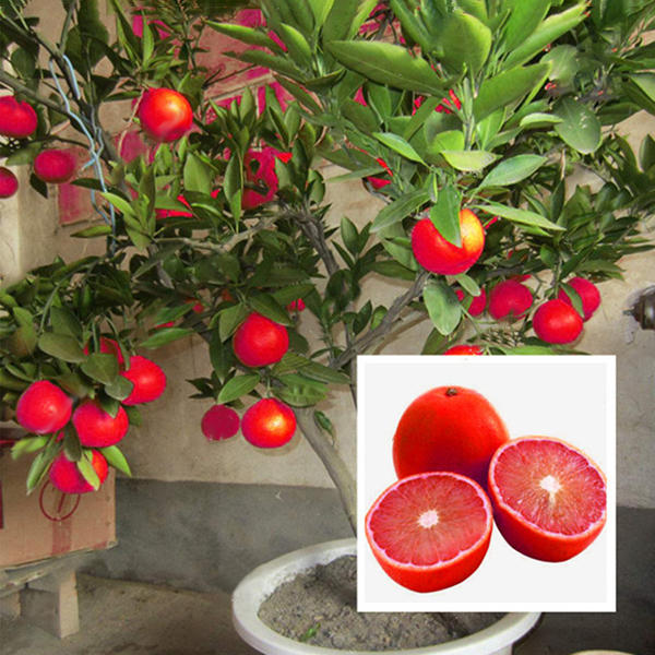 Red malta - Fruit Plant