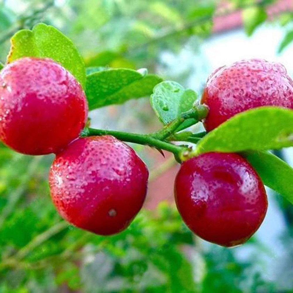 Red malta - Fruit Plant — photo 2