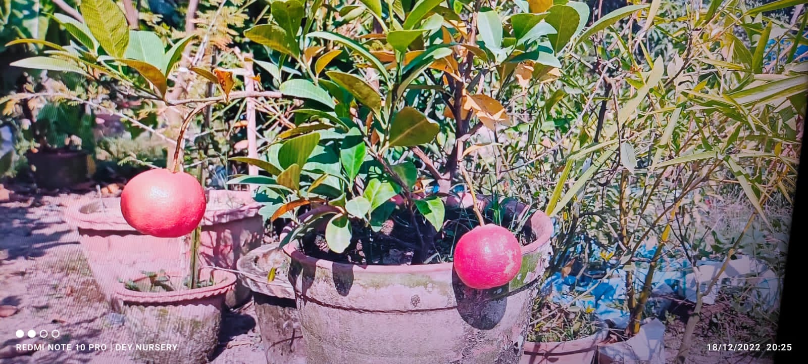 Red malta - Fruit Plant — photo 3