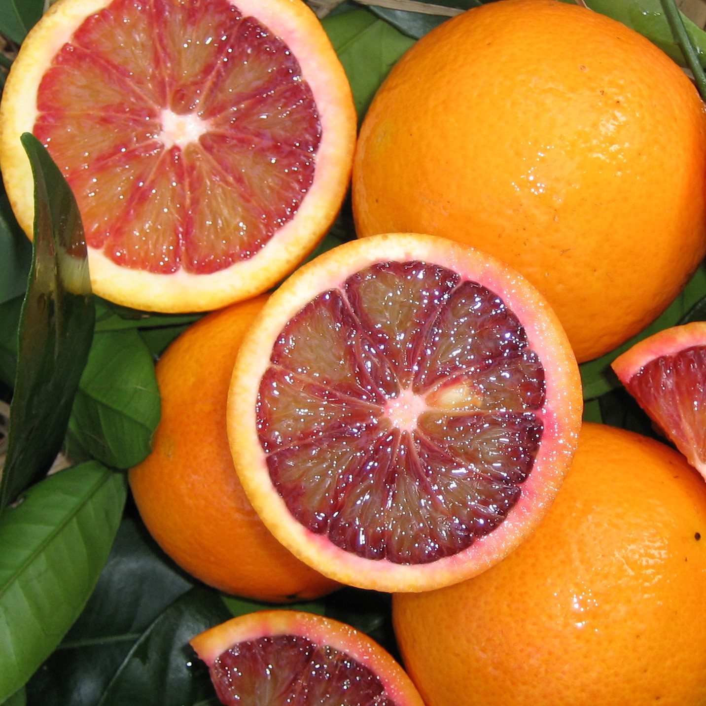 Blood Orange Fruit Plant