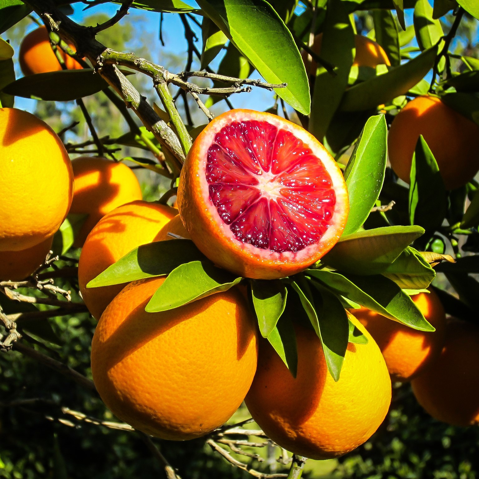 Blood Orange Fruit Plant — photo 2