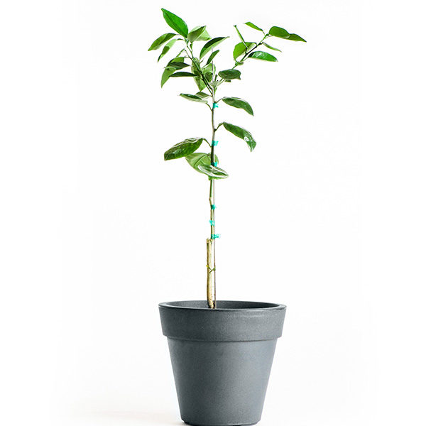 Blood Orange Fruit Plant — photo 3