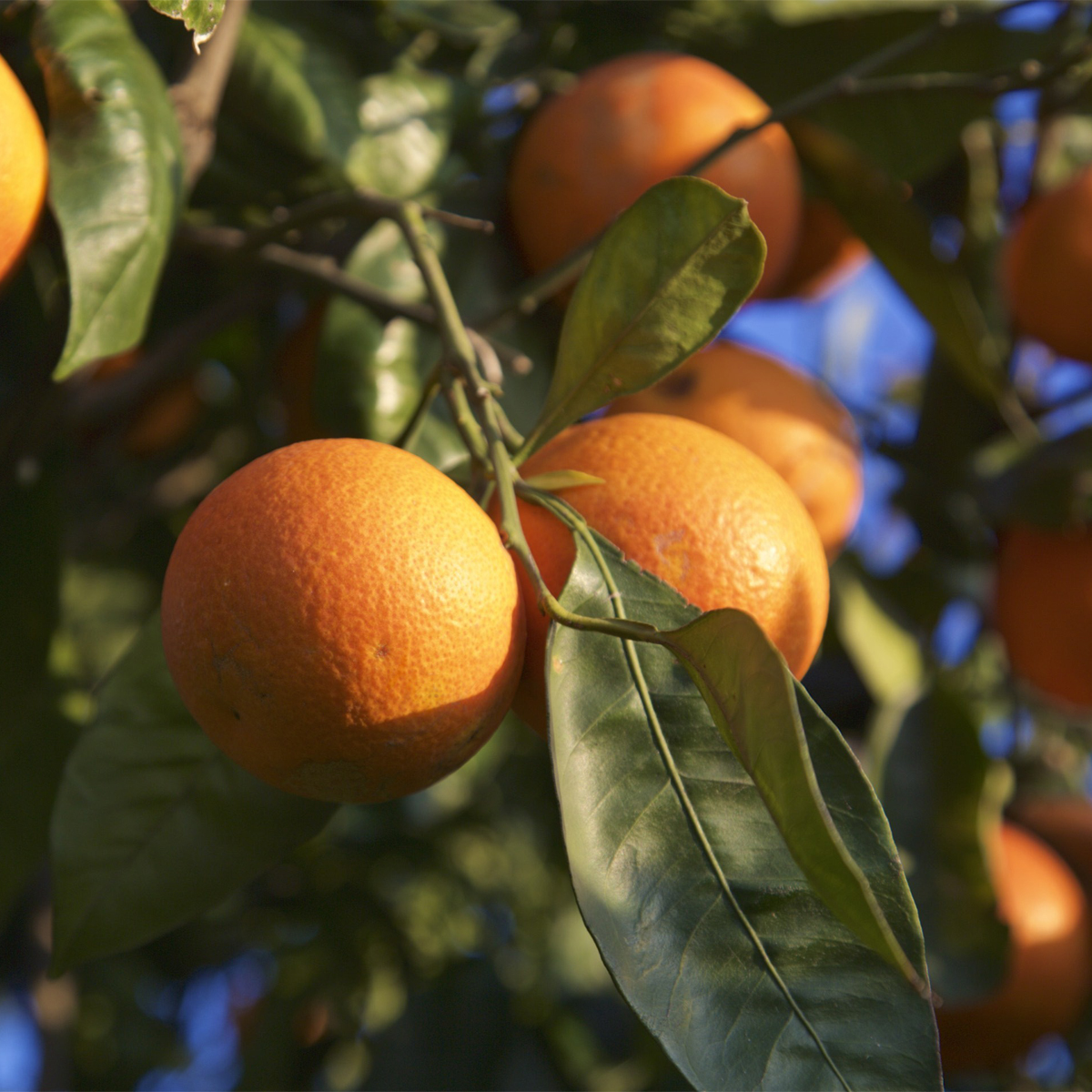 Blood Orange Fruit Plant — photo 4