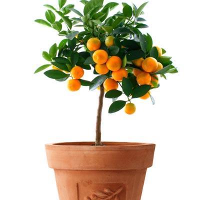 Thai Malta Orange Fruit Plant