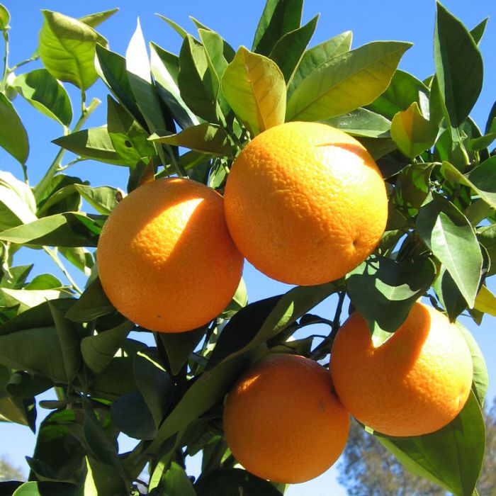 Thai Malta Orange Fruit Plant — photo 2