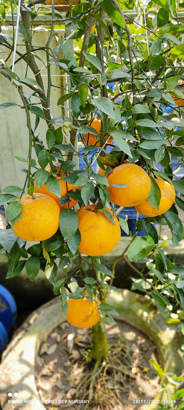 Thai Malta Orange Fruit Plant — photo 3