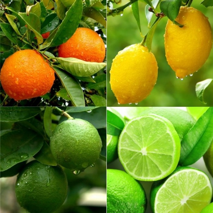 Seedless Lemon - Fruit Plant