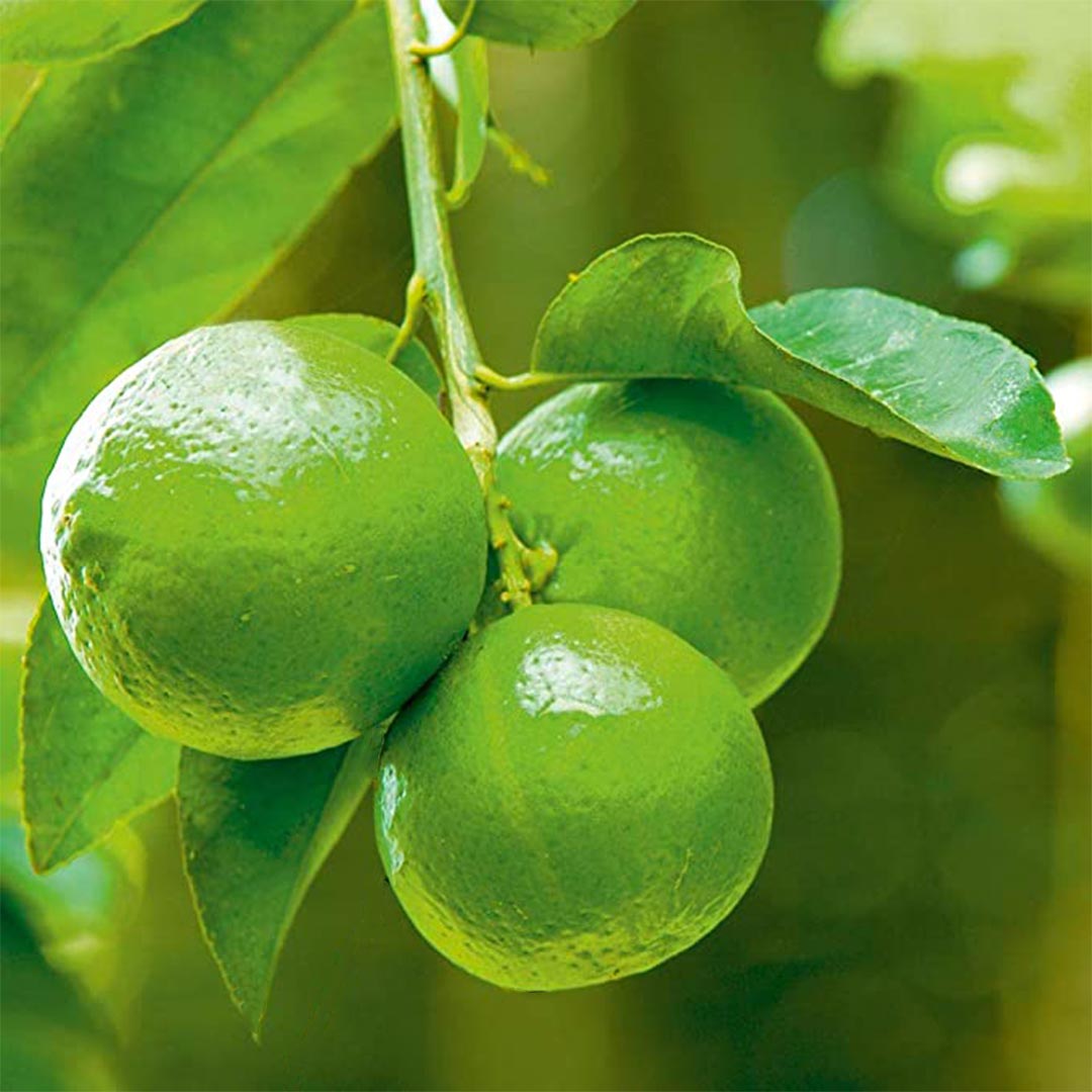 Seedless Lemon - Fruit Plant — photo 2