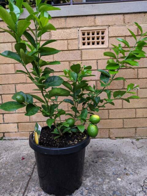 Seedless Lemon - Fruit Plant — photo 3
