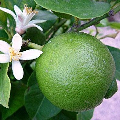 Mosambi (grafting) Fruit Planty