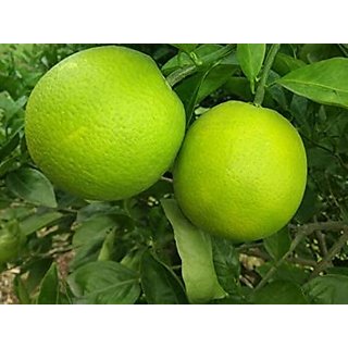 Mosambi (grafting) Fruit Planty — photo 3