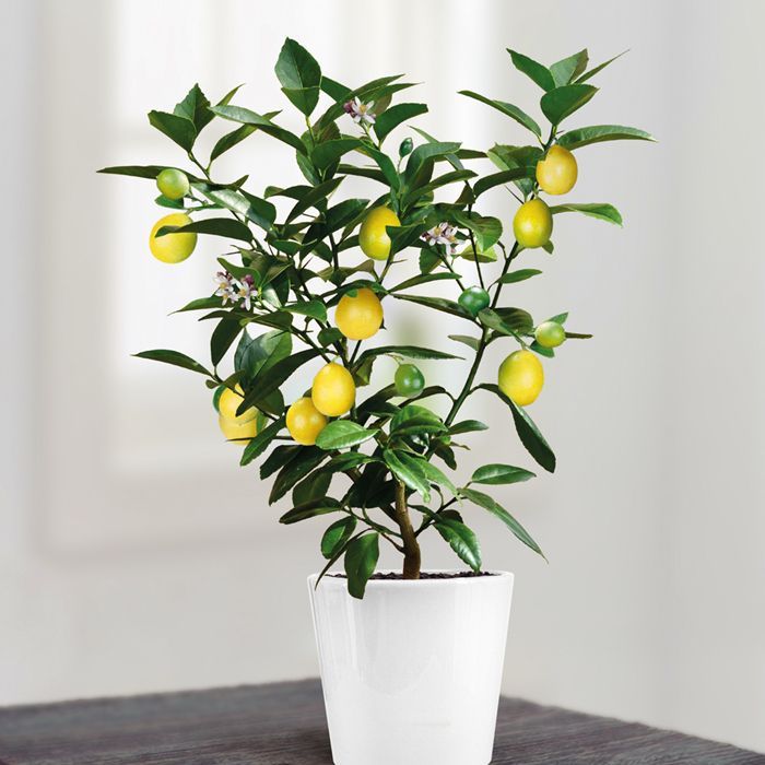 Table Lemon Fruit Plant