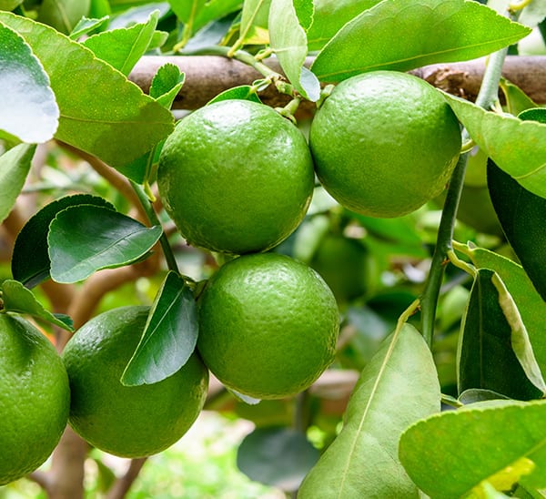 Table Lemon Fruit Plant — photo 2