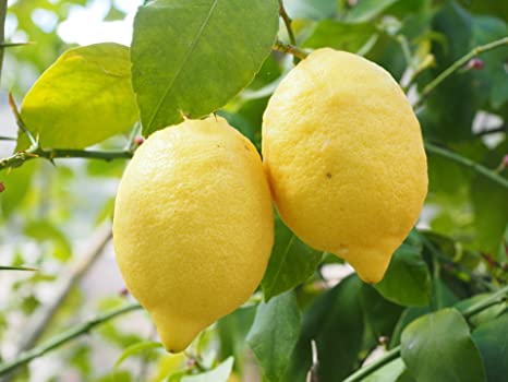 Hybrid Lemon Fruit Plant
