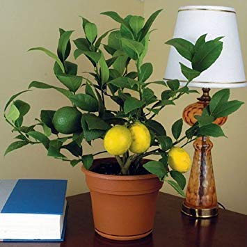 Hybrid Lemon Fruit Plant — photo 2