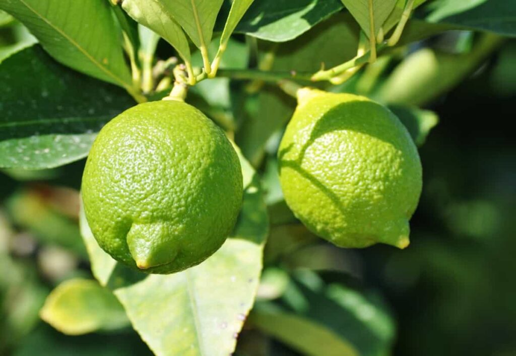Hybrid Lemon Fruit Plant — photo 3