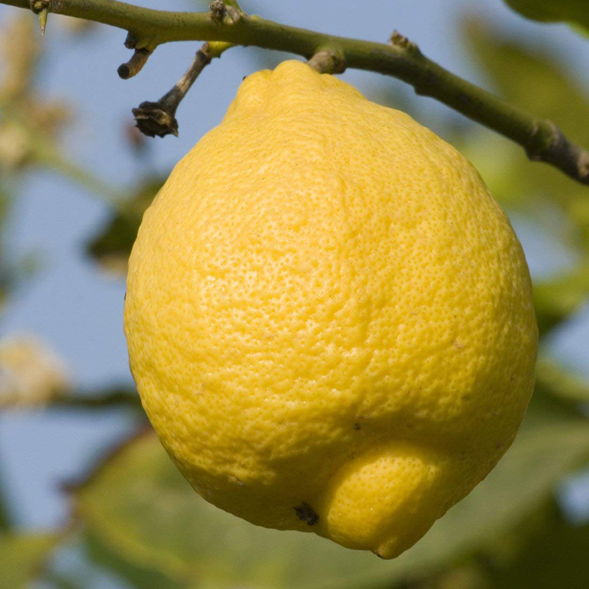 Hybrid Lemon Fruit Plant — photo 4