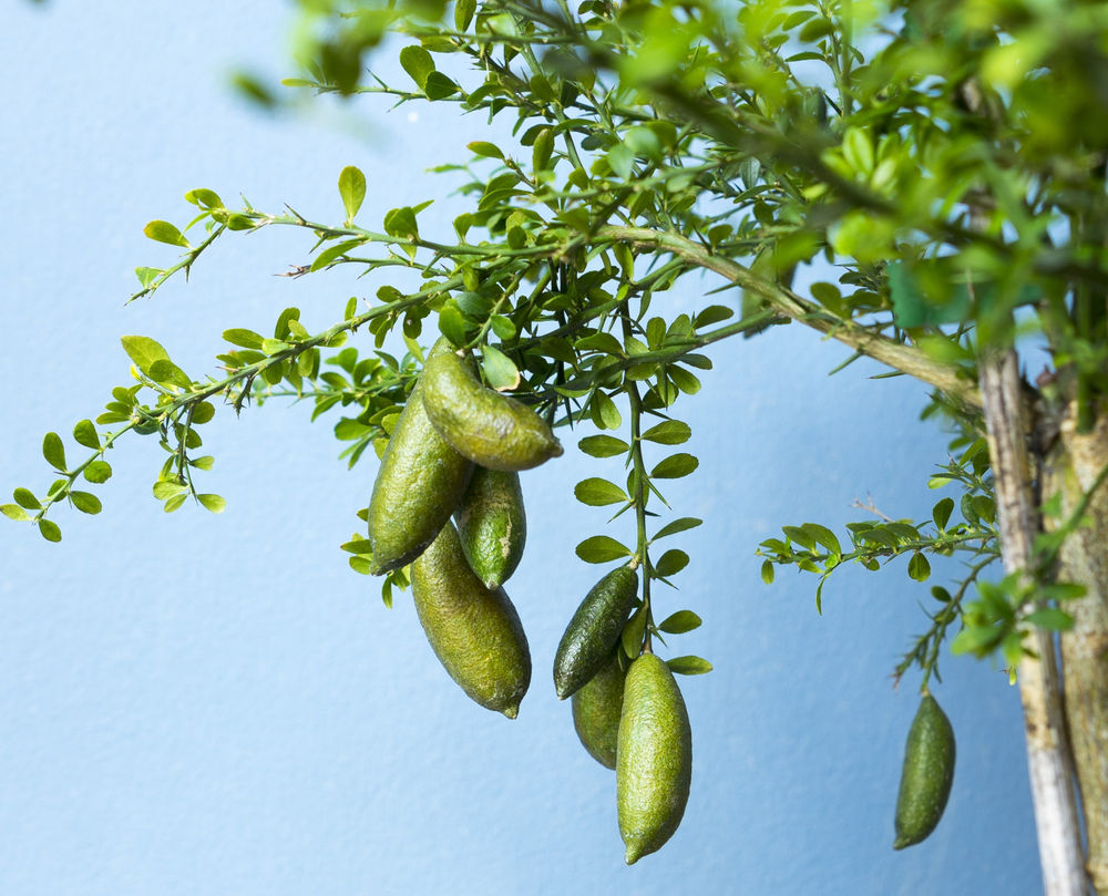 Australian finger lemon Plant