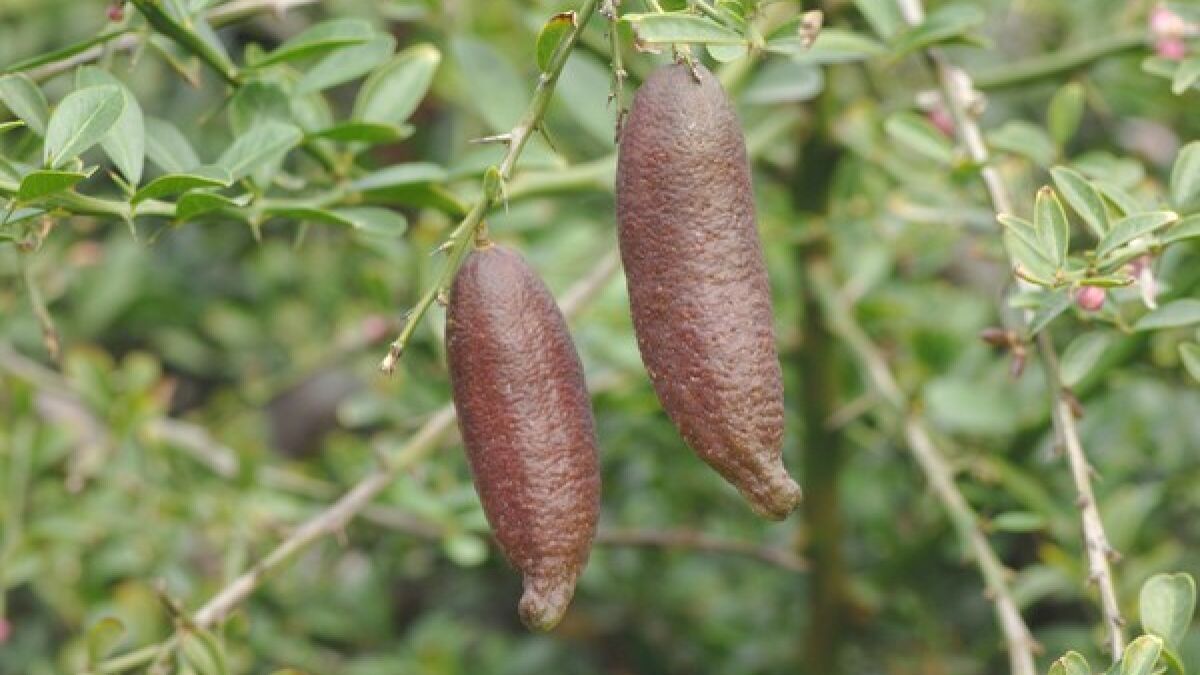 Australian finger lemon Plant — photo 2