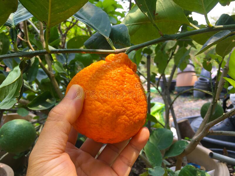 Dekopon Orange Plant